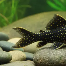 Golden Vampire Pleco, photo 2