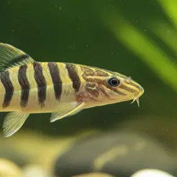 Golden Zebra Loach, photo 1