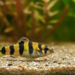 Goldenbanded Goby