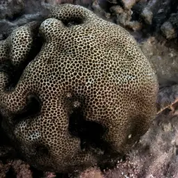 Lesser Star Coral, photo 2