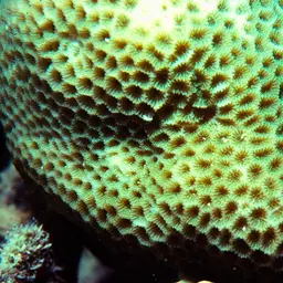 Lesser Star Coral, photo 1