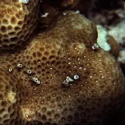 Lesser Star Coral, photo 3
