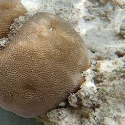 Lesser Star Coral, photo 4
