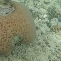 Lesser Star Coral, photo 5