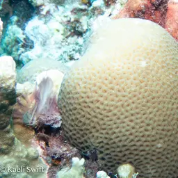 Lesser Star Coral, photo 6