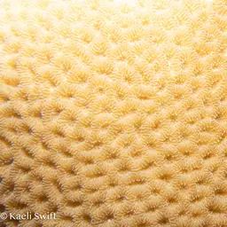Lesser Star Coral, photo 7