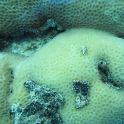 Lesser Star Coral, photo 8