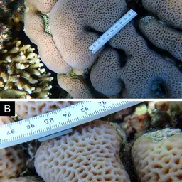 Lesser Star Coral, photo 9