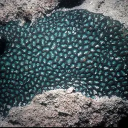 Lesser Star Coral, photo 2