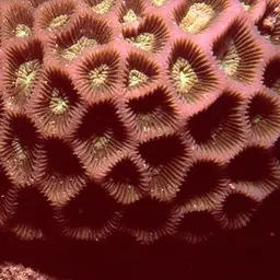 Lesser Star Coral