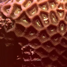 Lesser Star Coral, photo 3