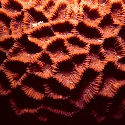 Lesser Star Coral, photo 4