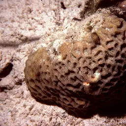 Lesser Star Coral, photo 5