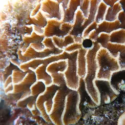 Lesser Star Coral, photo 6
