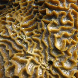 Lesser Star Coral, photo 7