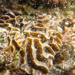Lesser Star Coral, photo 8