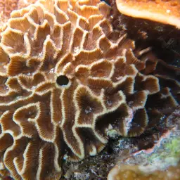 Lesser Star Coral, photo 9