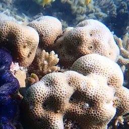 Lesser Star Coral, photo 1
