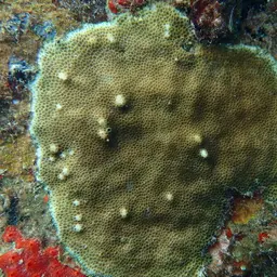 Lesser Star Coral, photo 2