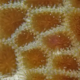 Lesser Star Coral, photo 3