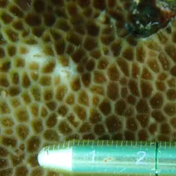 Lesser Star Coral, photo 4