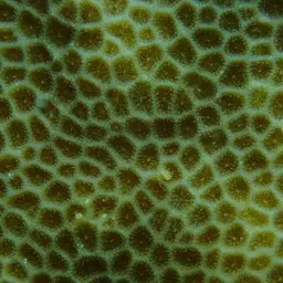 Lesser Star Coral, photo 5