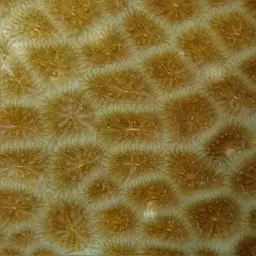 Lesser Star Coral, photo 6