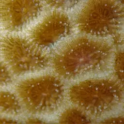 Lesser Star Coral, photo 7