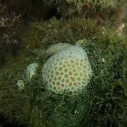 Lesser Star Coral, photo 8