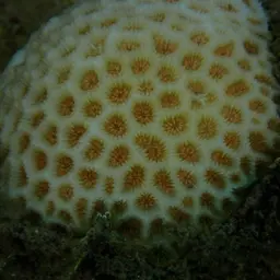 Lesser Star Coral, photo 9