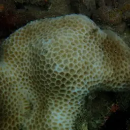 Lesser Star Coral, photo 10