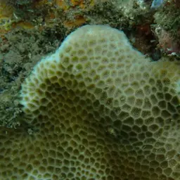 Lesser Star Coral, photo 11