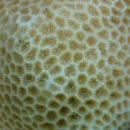 Lesser Star Coral, photo 12