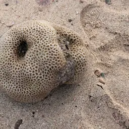 Lesser Star Coral, photo 2
