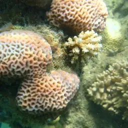 Lesser Star Coral, photo 3