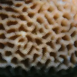 Lesser Star Coral, photo 4
