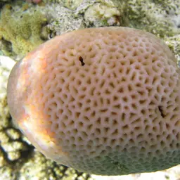 Lesser Star Coral, photo 1