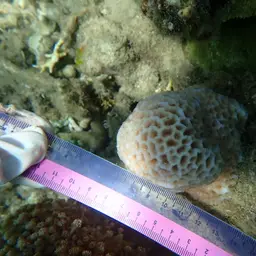 Lesser Star Coral, photo 5