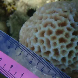 Lesser Star Coral, photo 6