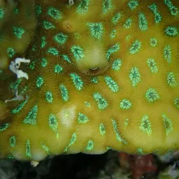 Lesser Star Coral, photo 7