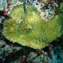 Lesser Star Coral, photo 8