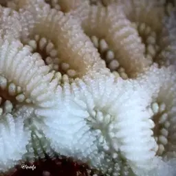 Lesser Star Coral, photo 9