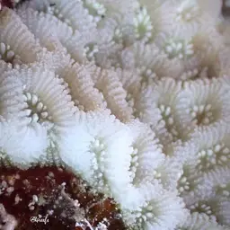 Lesser Star Coral, photo 10