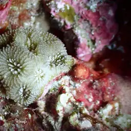 Lesser Star Coral, photo 11