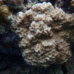 Lesser Star Coral, photo 12