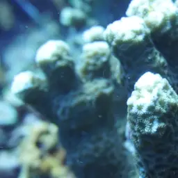 Lesser Star Coral, photo 1