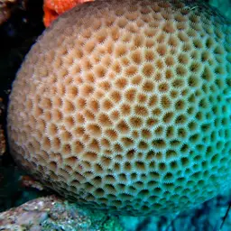 Lesser Star Coral, photo 1