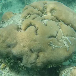 Lesser Star Coral, photo 2