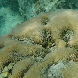 Lesser Star Coral, photo 3