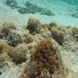 Lesser Star Coral, photo 4